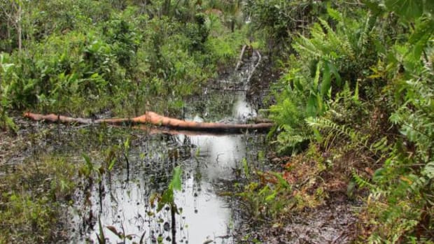 A recent crude oil spill in Lot 8X. This Lot is located within Peru's largest National Reserve Pacaya Samiria, famous for its sensitive wetlands. For decades irresponsible oil activity has heavily affected local communities and life in general in the Reserve. The Kukama people have long been denouncing these facts but, until recently, have largely been ignored.