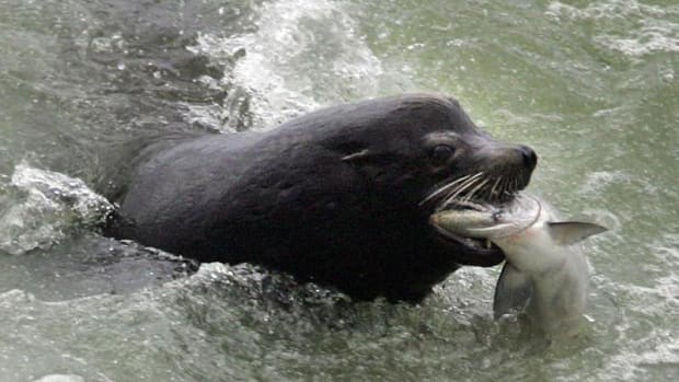 A sea lion catches an endangered Chinook salmon migrating up the Columbia River just below the spillway at Bonneville Dam, Washington, on April 12, 2007. The animals have been plaguing endangered salmon species for years, but the predation problem is reaching a crisis stage.
