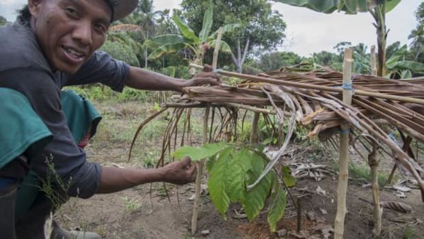 A member of the Playon Chico cacao project with a small cacao tree, a local variety, that grows under a shelter to provide some shade.