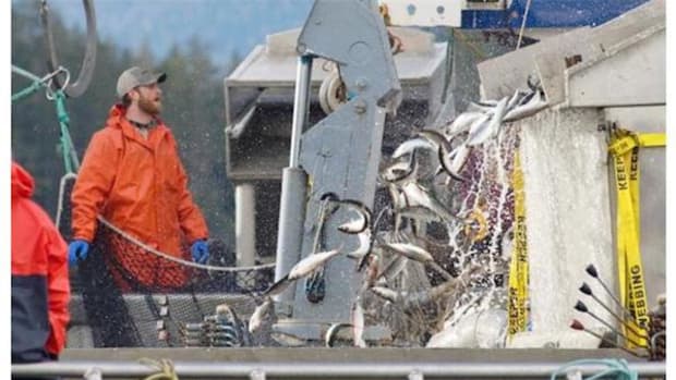 Nuu-chah-nulth First Nations have been thwarted in this year's bid to stop large-scale commercial herring fishing of dwindling stocks.