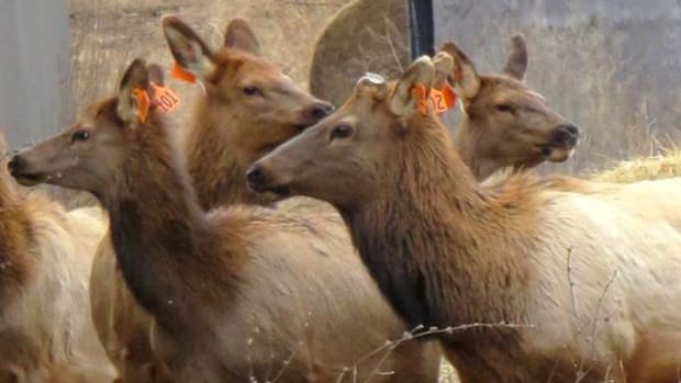 Some of the elk being held in an acclimation pen, waiting to be declared disease-free before being released into the wild in Wisconsin.