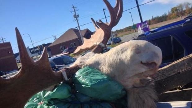 This white moose, considered a spiritual being among the Mi'kmaq, was gunned down by hunters in Nova Scotia on October 3. Millbrook First Nation member Brandon Maloney, happening upon the hunters as they were driving away with their prize, snapped this photo to bear witness.