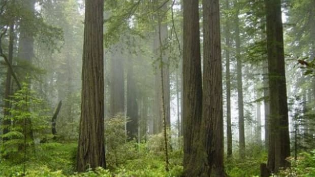 Redwood trees pictured on Travel.com