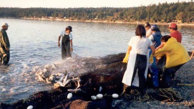 Swinomish tribal fishers pull in catch during days of plenty in 1987. This year the Puget Sound salmon fishery was all but closed because of low returns. It took an extra month to hammer out an agreement on how to handle the fishery with such low numbers.