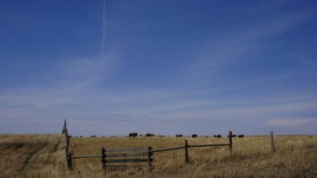 Buffalo are seen along a country road on the Cheyenne River Indian Reservation.