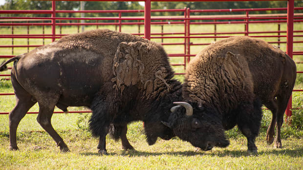 Pictured: The Cherokee Nation welcomed two new bison bulls to its heard in Delaware County. The two bison originated from Yellowstone National Park in Wyoming, and were transferred to the Cherokee Nation’s bison ranch, as part of a preservation effort to reconnect tribes with the historically significant animals through the InterTribal Buffalo Council.