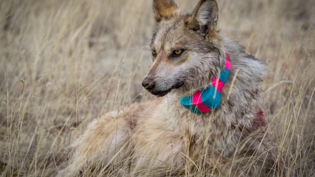 Researchers fitted this Mexican gray wolf with a radio collar in 2018. They estimate about two dozen Mexican gray wolf packs live in eastern Arizona and western New Mexico. (Photo courtesy of Jenna Miller, Cronkite News)