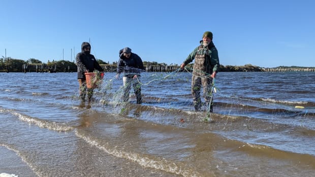 Two Coquille tribal employees and a volunteer stand in the water of the Coquille River near where it empties into the Pacific Ocean in early October, untangling a gill net before stretching it across the mouth of Ferry Creek. (Photo by Chris Aadland/Underscore.news)