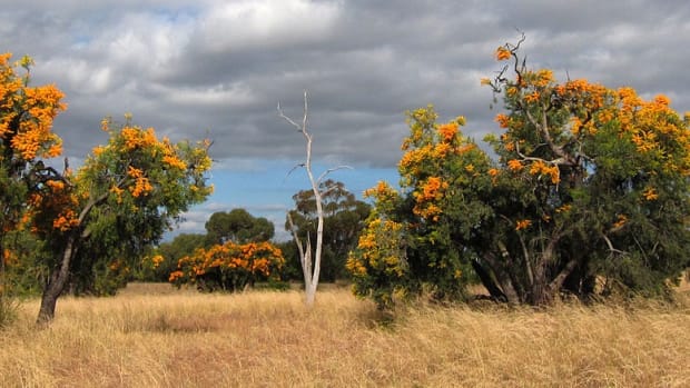 A dispute has erupted in Western Australia in early 2022 where a distillery is being accused of using a sacred tree to flavor its gin without consulting with the Noongar people, who consider who consider it to be home to spirits of the ancestors. Nuytsia floribunda, also known as the moojar or Australian Christmas tree, is shown in this undated photo. (Photo by enjosmith via Creative Commons)