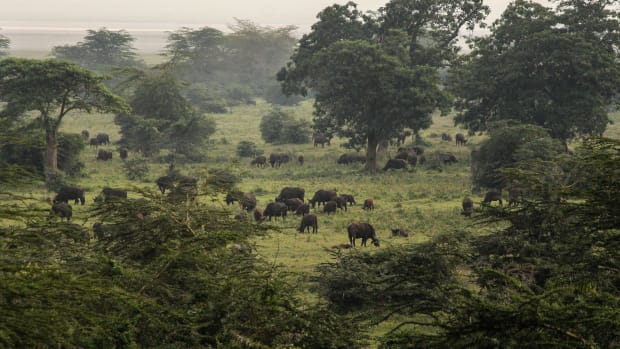 Buffalos graze in the Ngorongoro Crater, west of Arusha, northern Tanzania, on Jan. 19, 2015. According to Tanzanian officials, the crater was formed as a result of a volcanic eruption and collapse three millions years ago and is now one of the most densely crowded African wildlife areas in the world. (AP Photo/Mosa'ab Elshamy)