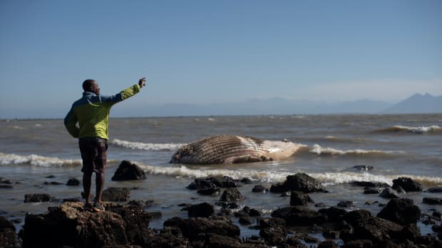 A man takes a photo in front of a dead whale at a beach in Rasa "Quilombo," in Buzios, Brazil, on July 12, 2020. A 2022 study found that deforestation has been sharply reduced on lands managed by Indigenous peoples and Traditional Owners such as the Quilombolas, who are the offsprings of Afro-Brazilian enslaved people. (AP Photo/Silvia Izquierdo)