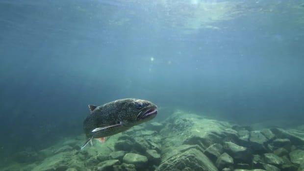 In this photo provided by the Great Lakes Fishery Commission, a lake trout swims off Isle Royale, Mich., in Lake Superior, Sept. 12, 2018. Four tribes have agreed with Michigan and federal officials on a revised fishing policy for parts of three of the Great Lakes, officials said Monday, Dec. 12, 2022. (Andrew Muiri/Great Lakes Fishery Commission via AP, File)