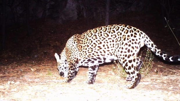 This image taken from video provided by Fort Huachuca shows a wild jaguar on Dec. 1, 2016, in southern Arizona. An environmental group on Monday, Dec. 12, 2022, petitioned the U.S. Fish and Wildlife Service to help reintroduce the jaguar to the Southwest, where it once roamed for hundreds of thousands of years before being whittled down to just one of the big cats known to survive in the region. (Fort Huachuca via AP, File)