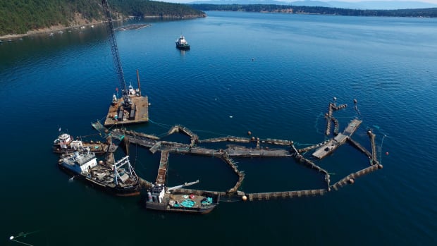 FILE - In this photo provided by the Washington State Department of Natural Resources, a crane and boats are anchored next to a collapsed "net pen" used by Cooke Aquaculture Pacific to farm Atlantic Salmon near Cypress Island in Washington state on Aug. 28, 2017, after a failure of the nets allowed tens of thousands of the nonnative fish to escape. A Washington state jury on Wednesday, June 22, 2022, awarded the Lummi Indian tribe $595,000 over the 2017 collapse of the net pen where Atlantic salmon were being raised, an event that elicited fears of damage to wild salmon runs and prompted the Legislature to ban the farming of the nonnative fish. (David Bergvall/Washington State Department of Natural Resources via AP, File)