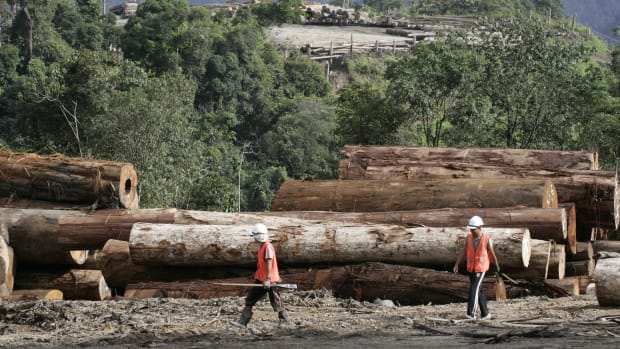 Workers walk in front of logs waiting to be transported deep in the forest of Baram region in Sarawak state, Malaysia, in this file photo from Dec. 12, 2007. In 2022, however, the Penan Indigenous community apparently convinced at least one logging company to pull out of the area. The Penan people had filed a police complaint against Samling Timber and was preparing to blockade the area when, on July 15, 2022, they realized Samling had pulled out the area. (AP Photo/Vincent Thian)