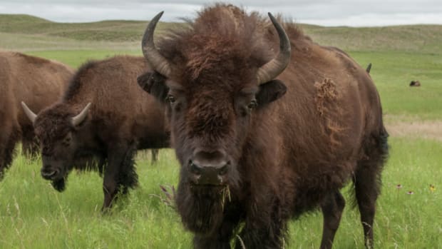 Bison once roamed North America, from coast to coast, from Alaska to Mexico. Several groups, including the Nature Conservancy, have been working to re-establish the native grazing animals to lands owned and managed by Native Americans. (Chris Helzer/The Nature Conservancy)