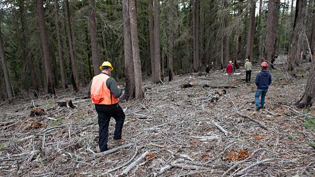 The Forest Service received funding through a stewardship contract to clear debris left over from a logging operation in Washington’s Gifford Pinchot National Forest. (Columbia Insight)