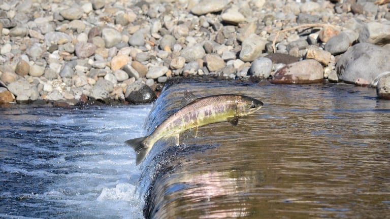 West Coast salmon fisheries