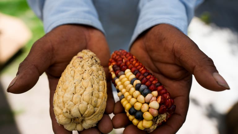 Indigenous Mexican corn making a comeback - ICT News