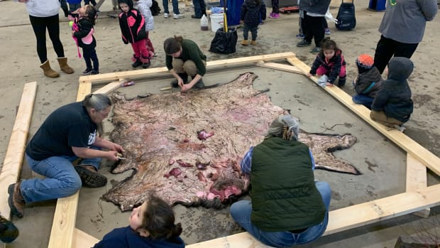 Multiple generations gather to string up a moose hide to start the fleshing procedure - cleaning off bits of fat and meat from the inside of the hide. It is the first step in the traditional method of brain tanning to produce soft, supple leather. (Photo courtesy of James Tom Jr.)