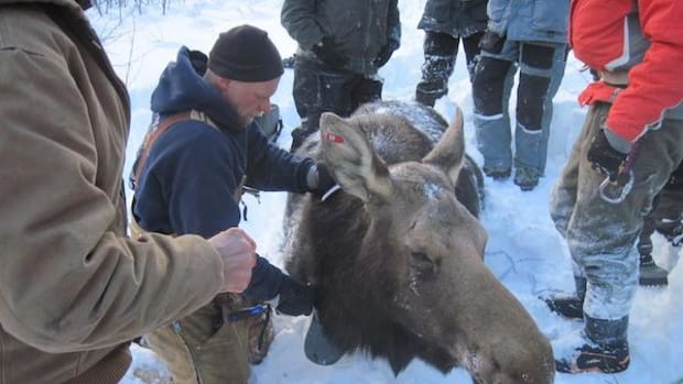 Seth Moore, tribal director of biology and environment for the Grand Portage Band of Chippewa Indians, attaches radio collar to a cow moose on the Grand Portage Reservation as part of an investigation into unprecedented moose deaths in Minnesota.