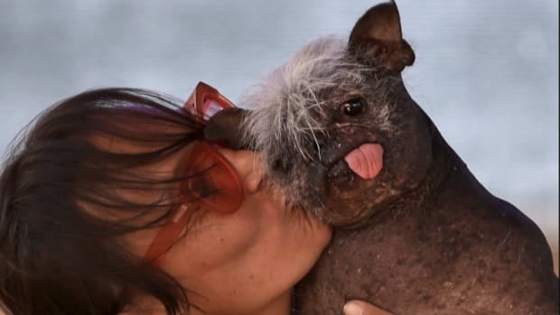 Happy dog participating in a dog rescue dog show, showcasing talents and uniqueness in 2022