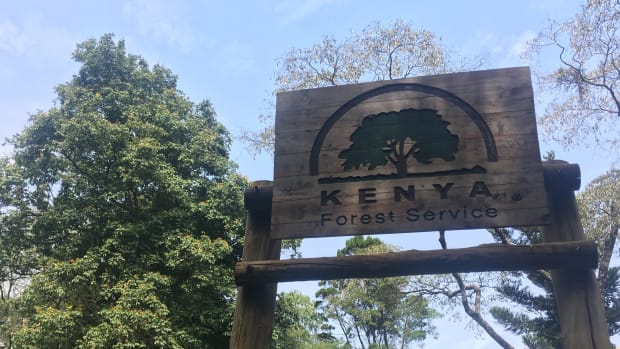 Proposed changes in Kenya's forestry laws would remove the Kenya Forest Service's role in handling requests and could open ancestral territories to land grabs, environmentalists said in February 2022. This photo was taken in 2018 in Nairobi. (Photo courtesy of Rachel Strohm via Creative Commons)