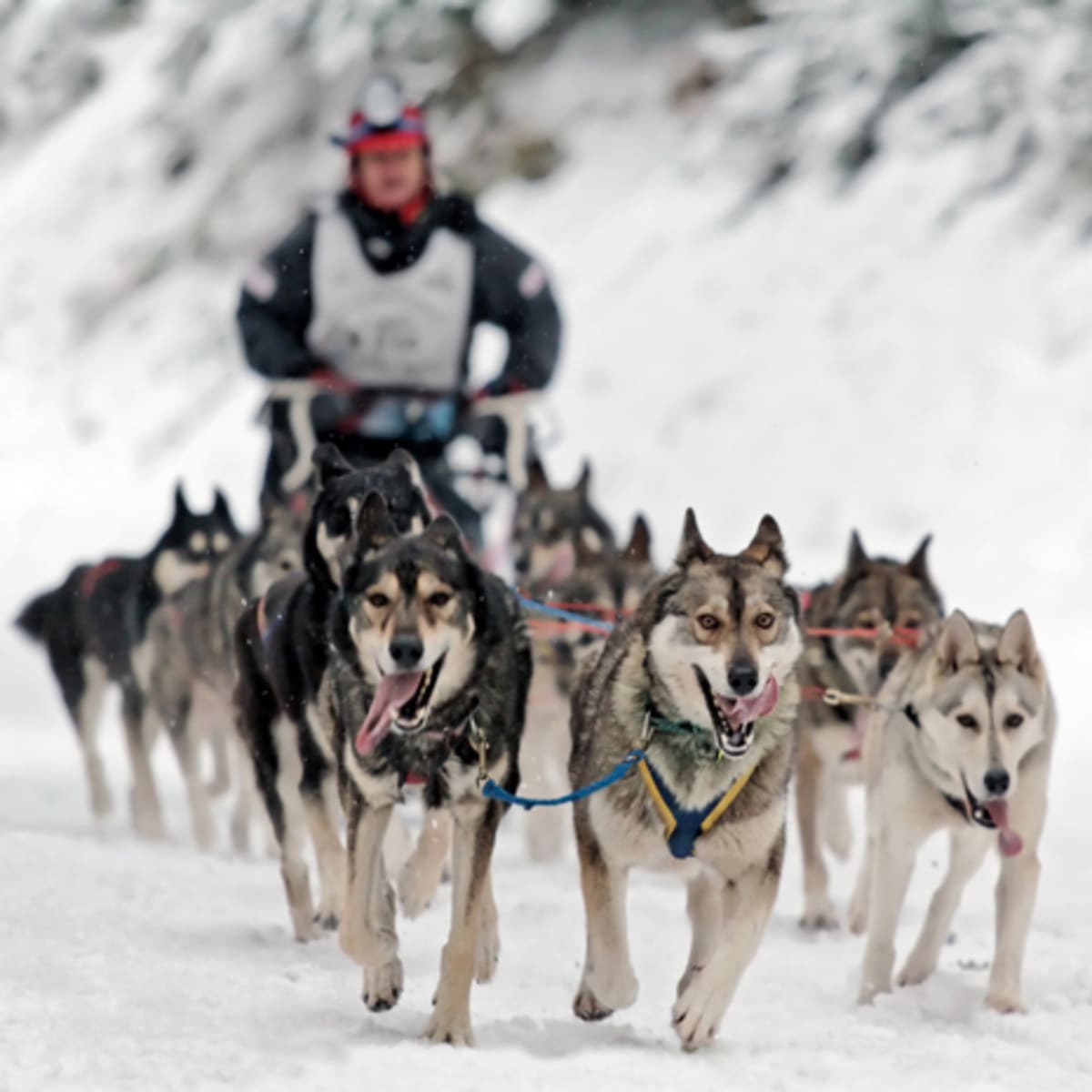 Inupiaq musher set to make history in Iditarod - ICT News