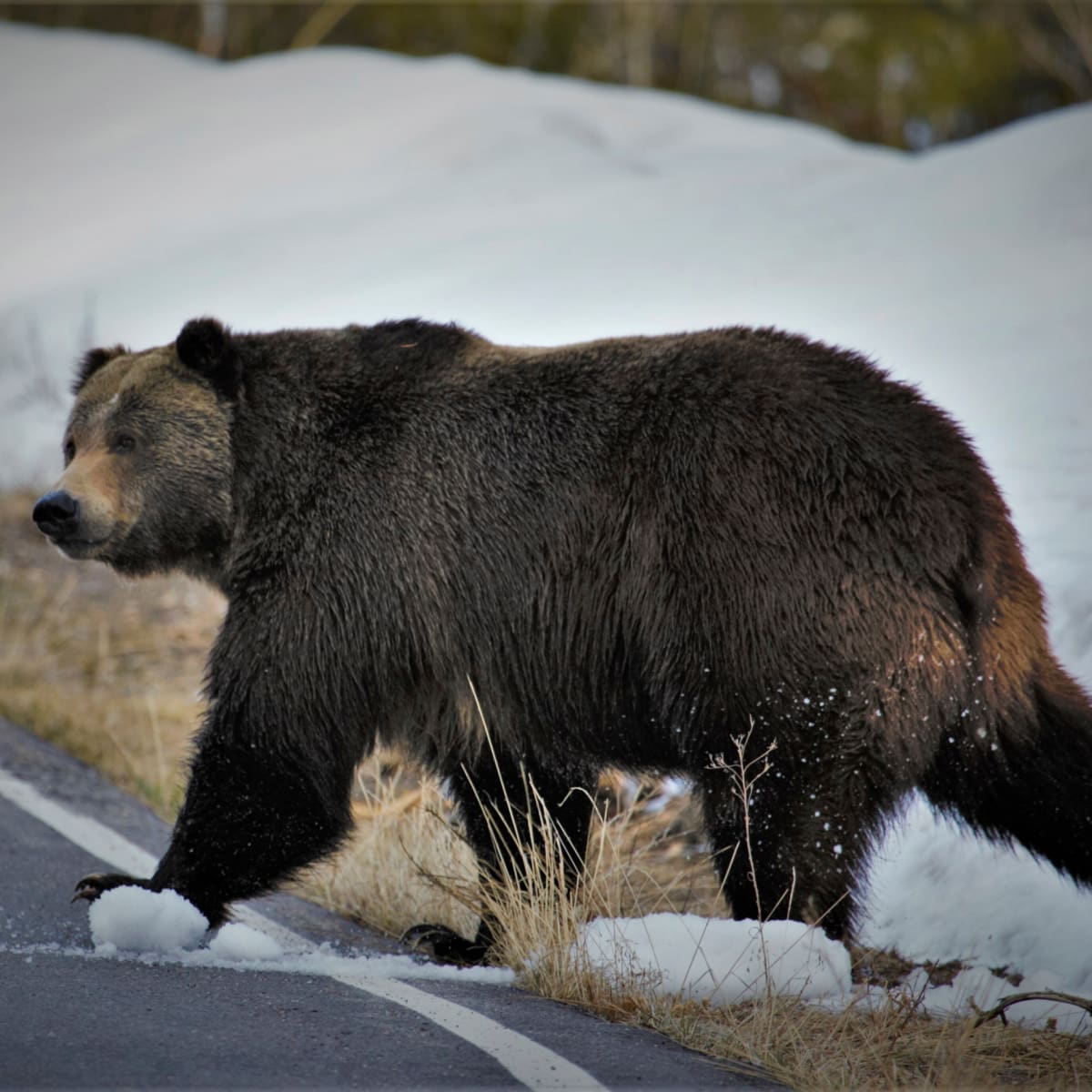 Montana seeks to end protections for Glacier-area grizzlies - ICT News