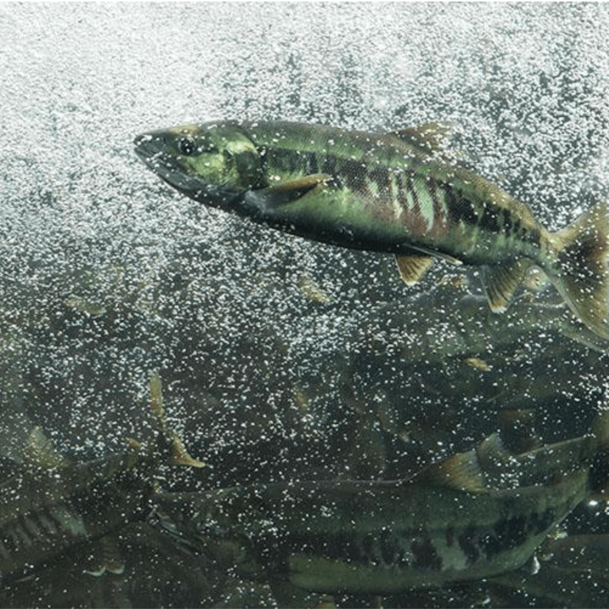 Chum salmon dead after spawning hi-res stock photography and