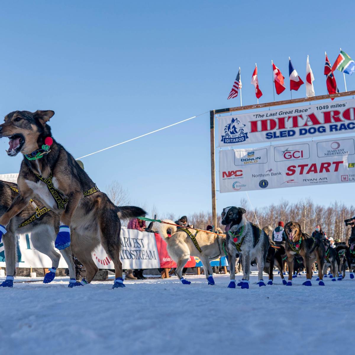 Dogs of outlet the iditarod