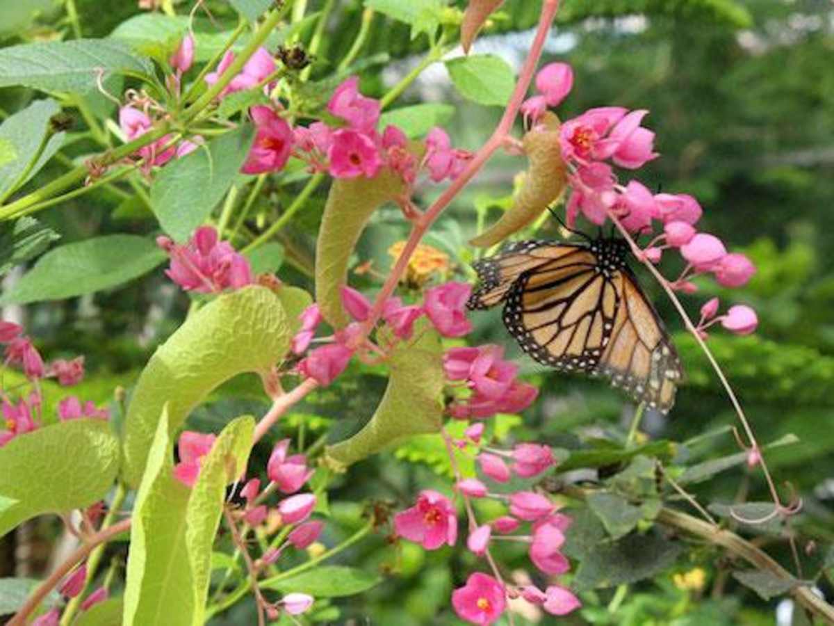 Midwest Flutter Butterfly Kit