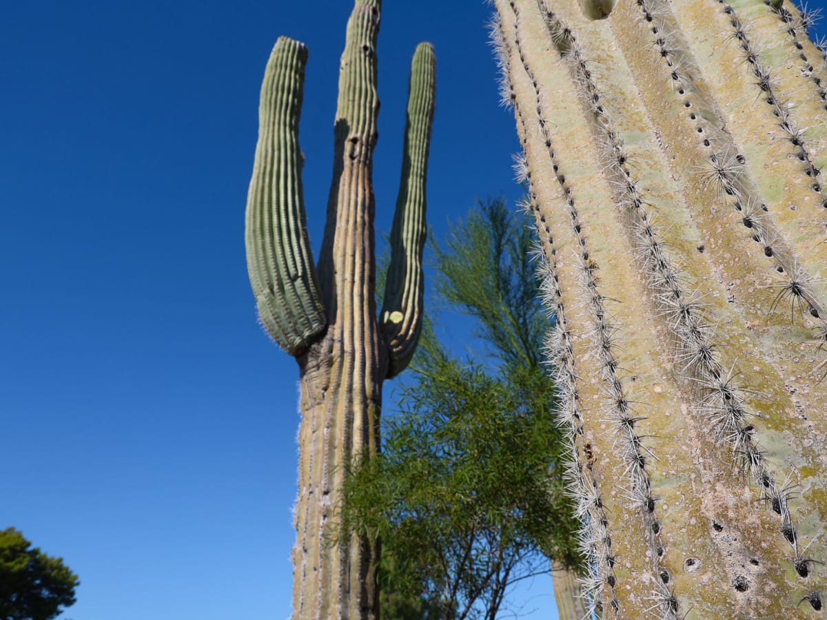 Saguaro cactuses are under threat because of climate change - Washington  Post