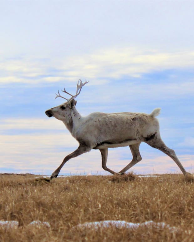 New World order at Arizona Antler Project 