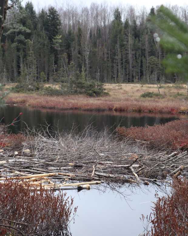 A forest and wetland in Antigo, Wisconsin. (Photo by Isiah Holmes/Wisconsin Examiner)