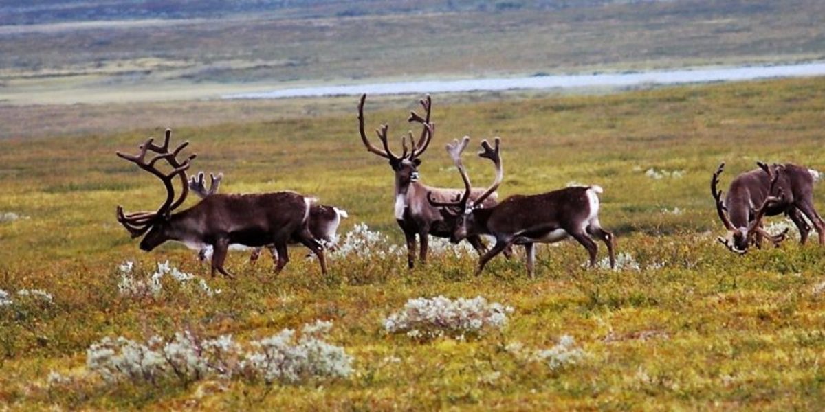 Norway to pay Sámi reindeer herders millions - ICT News