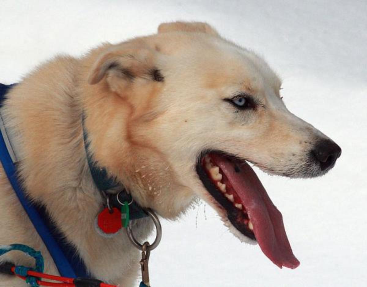 Legacy Of Whistler Sled Dog Massacre Is New, Controversial Code - ICT News