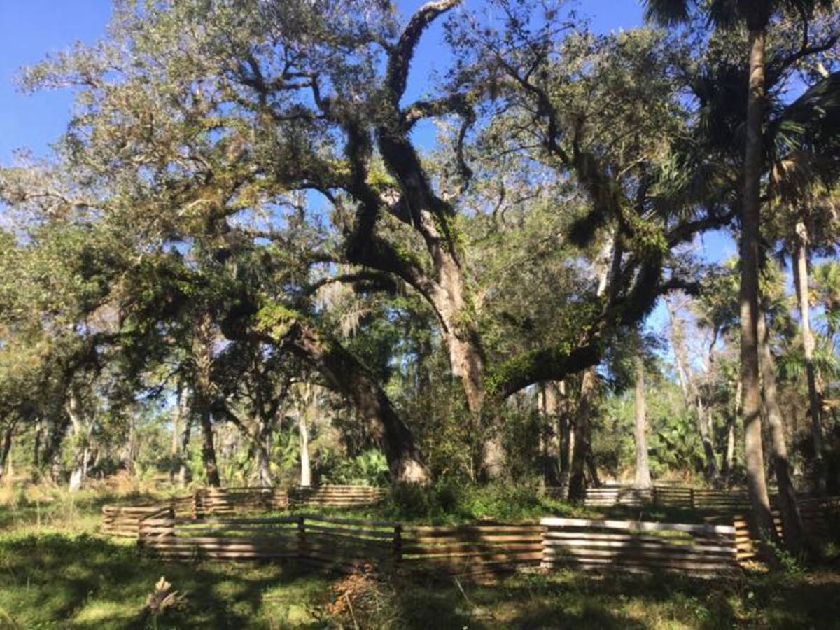 Dying Oak Tree Reminds Visitors of Seminole Tribe Warriors Lost in 1838 ...