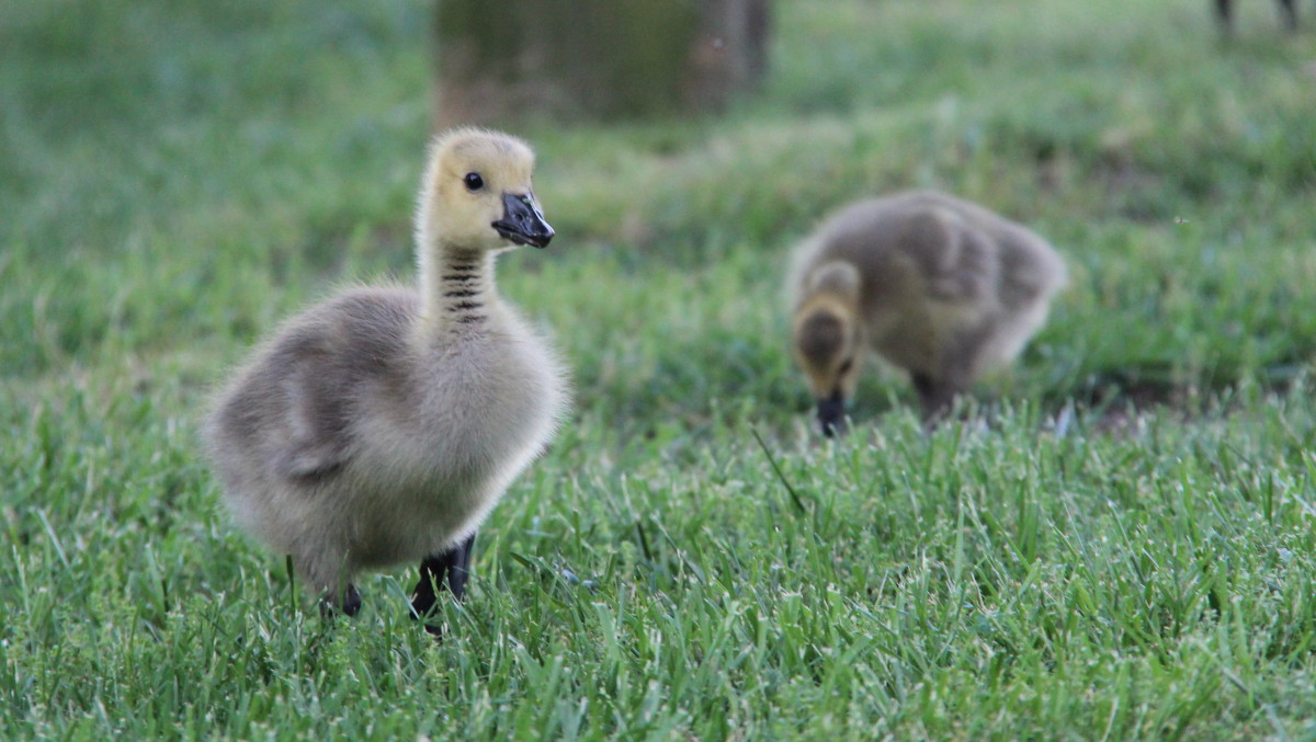 Fun Facts, and Photos of Cute Baby Animals to Celebrate an Indian ...