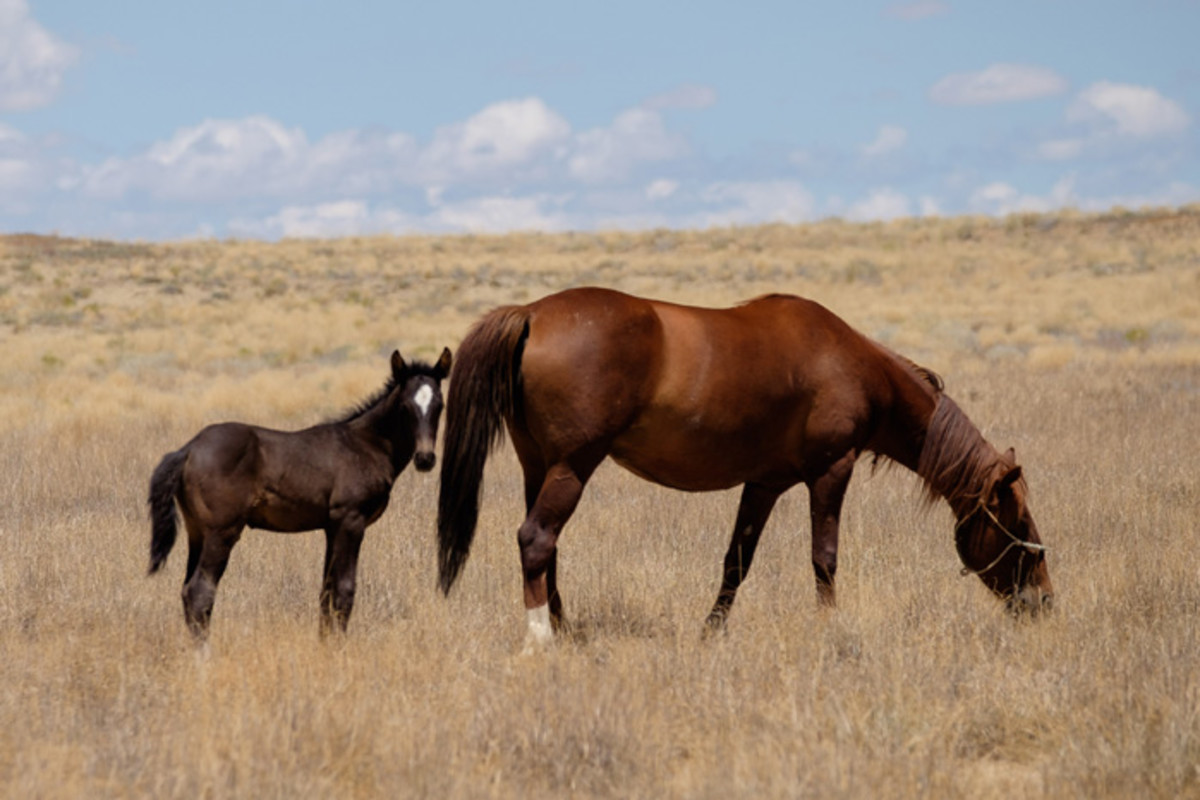 Controlling The Navajo Nation’s Free-Roaming Horse Dilemma - ICT News