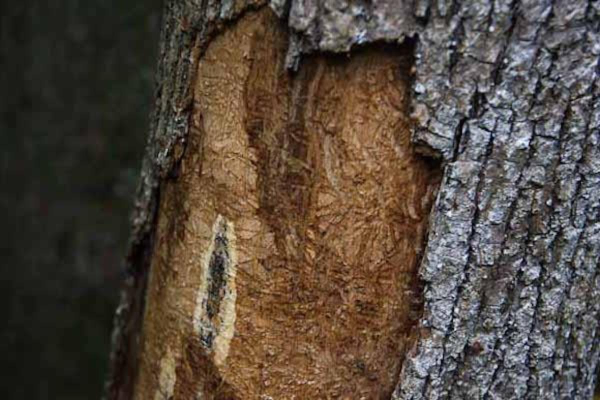 Can Wasps Save the Ash Tree? Native Americans Are Giving It a Try - ICT ...