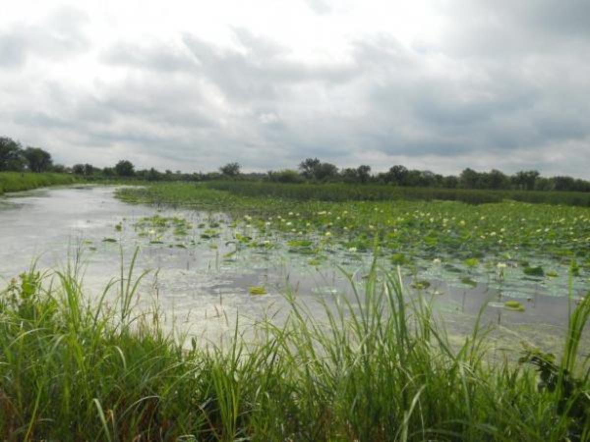 Historic Wetlands Inspire Research at Haskell - ICT News