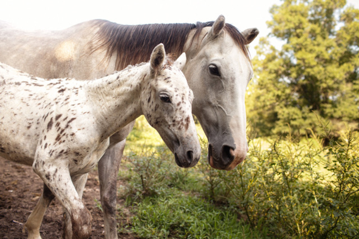 Spotted Appaloosa Curly-line foal and her Mother at Sacred Way Sanctuary.