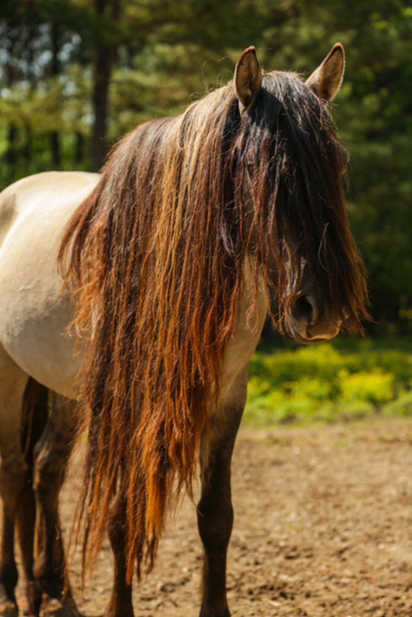 “Storm” is from South Dakota. He has stripped legs, a dorsal stripe, and long hair.