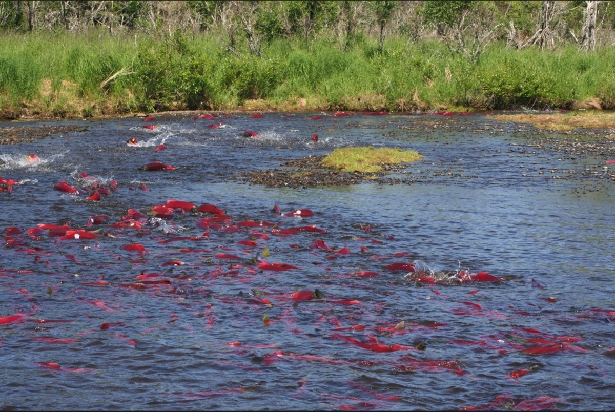 Alaska tribes debate solutions to salmon shortage ICT News