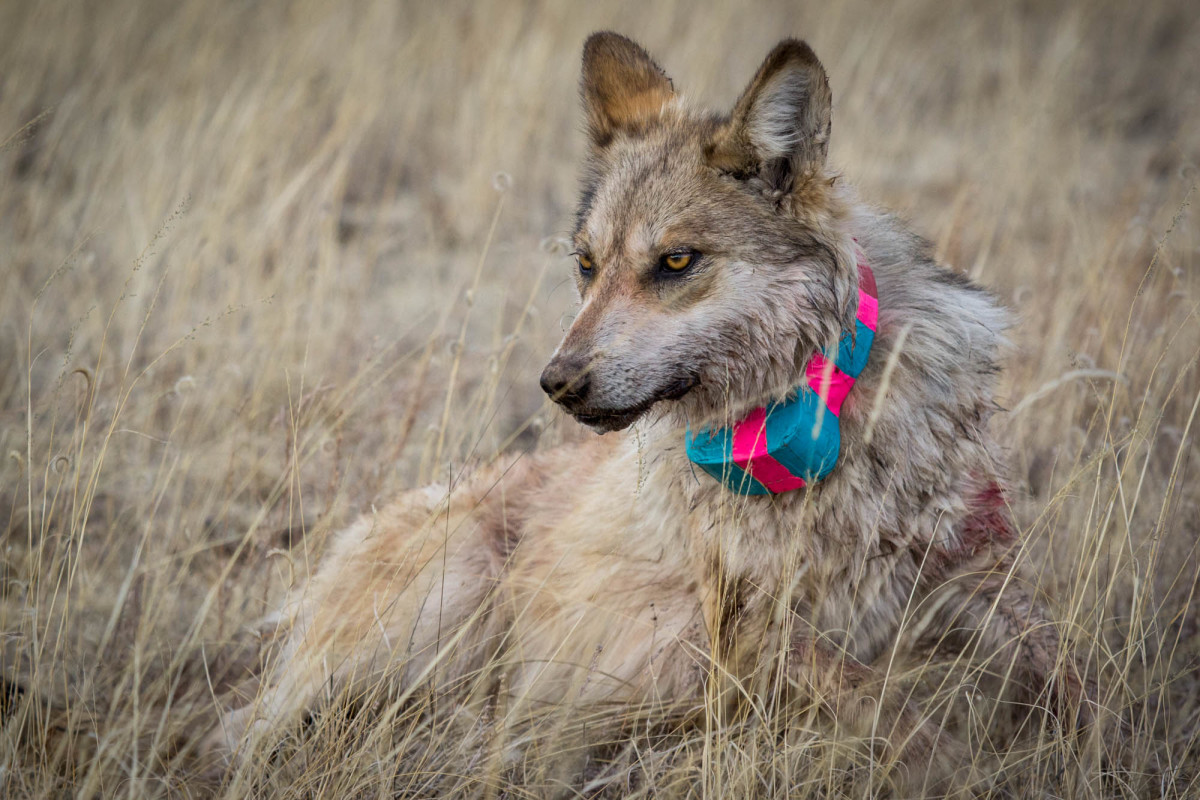 Protections sought for coyotes in Mexican wolf territory - ICT News