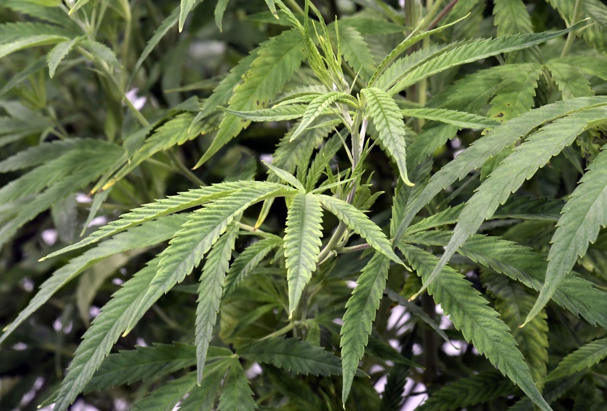 Global small-scale marijuana cultivation survey could offer business  insights