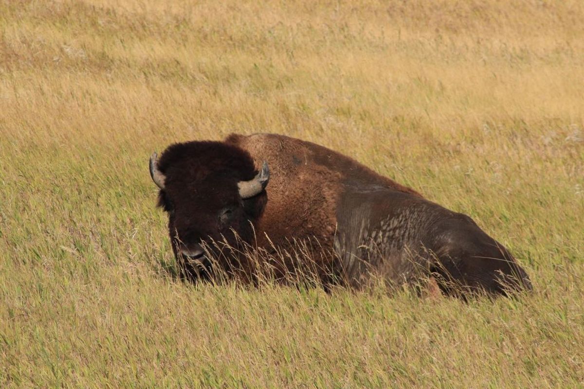 A buffalo resting in Custer State Park, SD, Sept. 2020. (Photo by Brianna Chappie, Cronkite News)