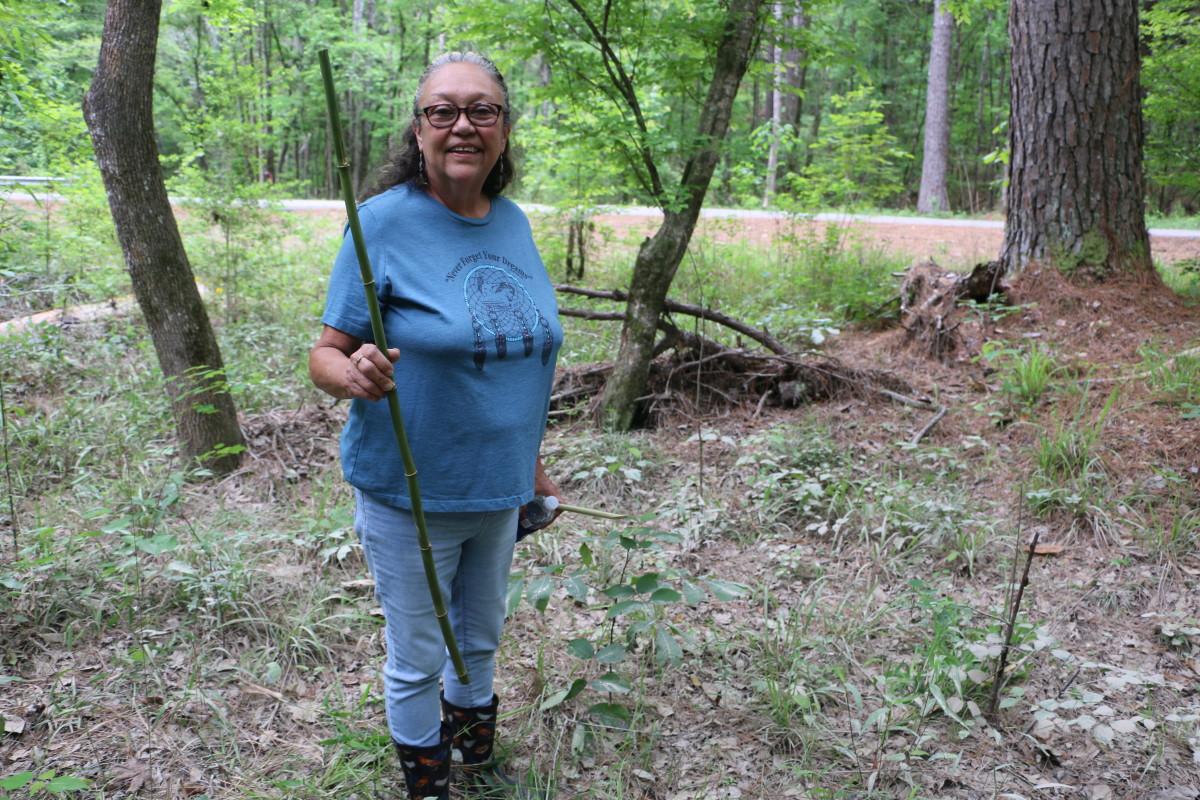 Louisiana tribes restore river cane to preserve culture and environment ...