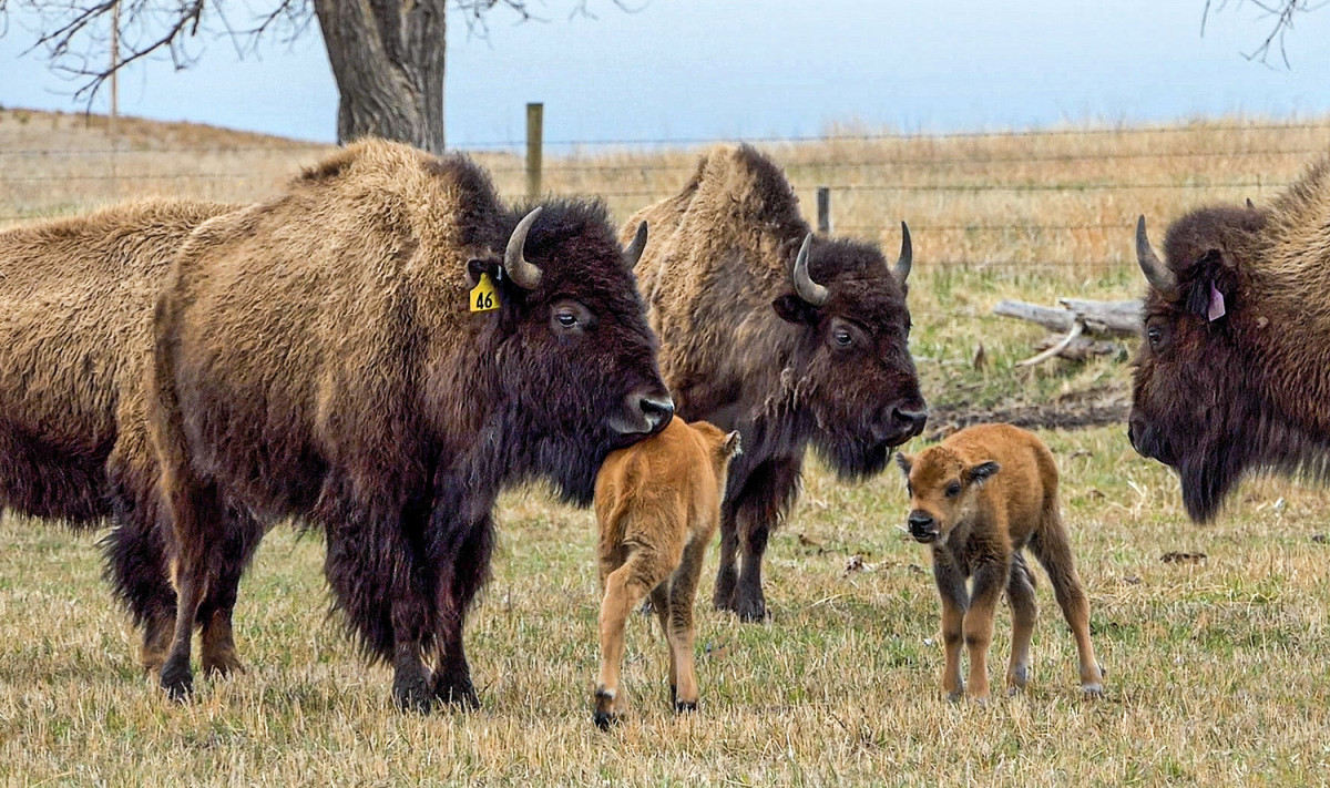 Sicangu Lakota citizens grow vision for future of food - ICT News